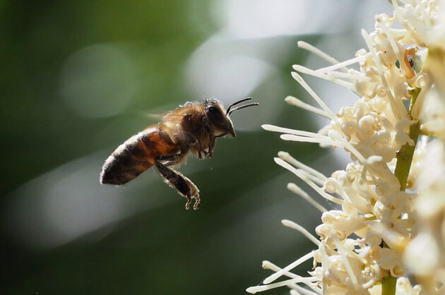 Macadamia blossoms bee