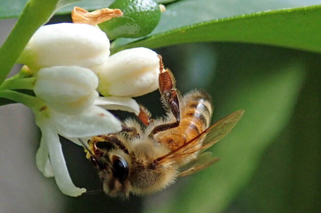 bee citrus blossom